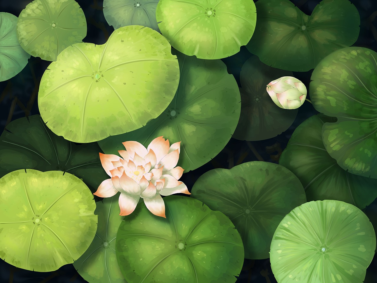 lotus, lotus leaves, water lily-7511897.jpg